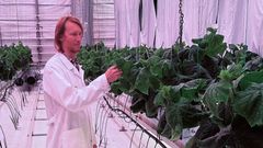 Vertikalt landbruk vil neppe erstatte tradisjonelle dyrkingsmetoder, men kan bli et supplement for bestemte vekster og markeder. Med bedre plantekunnskap og smartere utnyttelse av ressurser tror forskerne produksjonsformen kan åpne for nye måter å dyrke norske grønnsaker på.