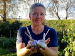NIBIO-forsker Pia Heltoft Thomsen er godt fornøyd med resultatene av årets hvitløksforsøk på Apelsvoll.