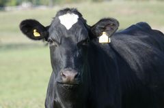 Fôrkostnadar er ein veldig stor utgiftspost i landbruket. Dette gjeld sjølvsagt berre for husdyrprodusentane, men det er også dei det er flest av i landet vårt.