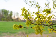 Klimaendringer påvirker de fleste av VKMs fagområder – og setter også sitt preg på naturen rundt oss. Våren 2025 sto eika på Ås lysegrønn allerede i slutten av april.