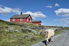Stølsdrift i Valdres.
