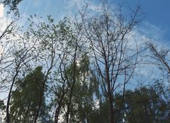 Tredød: Glisne kroner og små blad kan være et symptom ved angrep av Phytophthora.