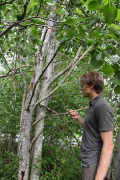 NIBIO-forskar Martin Pettersson undersøker to rhododendronplanter, der den eine er infisert med Phytophthora ramorum og viser teikn på visning. Symptoma er venta å bli tydelegare dei neste vekene. Organismen kan føre til ramorum-greinvisning og er ein alvorleg karanteneskadegjerar.