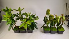 Rhododendronplantene seks veker etter inokulering i rotklumpen. Kontrollplanten har friske, kvite røter, medan planten som er smitta med Phytophthora, har svarte, rotne røter. Dei skadde røtene klarer ikkje lenger å transportere vatn til plantedelen over jorda, noko som fører til at blada visnar og planten kollapsar.