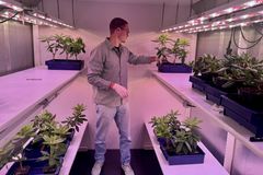 NIBIO-forskar Martin Pettersson studerer rhododendronplanter i eit vekstrom, der plantene blir dyrka under kontrollert lys for å undersøkje plantehelse og sjukdomsutvikling.