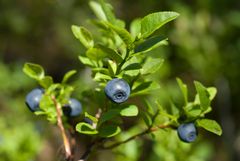 Blåbær kan vere ein av vertplantene for Phytophthora kernoviae, ein sjukdomsorganisme som finst i delar av Storbritannia. Arten er vurdert å ha gode føresetnader for å etablere seg i Noreg. Han spreier seg med luftborne sporar og kan angripe blåbær og andre heimlege buskar og tre.