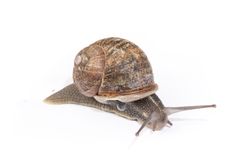 Flekkbåndsnegl (Cornu aspersum) er ein snegleart som naturleg høyrer heime i middelhavsområdet i Europa. Artsnamnet aspersum tyder «flekkete» og viser til mønsteret på sneglehuset. Arten er rekna som framand i norsk natur og er observert fleire stader langs kysten, nord til Vestland.
