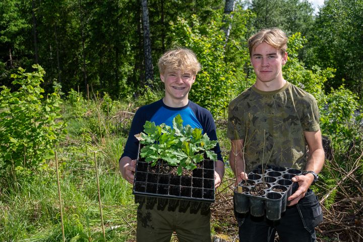 På et jorde rett nord for Sarpsborg i Østfold er Odin Remme-Lauten og Mio Oliver Barth-Hansen i gang med å plante ut eiketrær. De er elever ved naturbrukslinja på Kalnes videregående skole. I alt skal 1200 små eikeplanter i jorda i kommunene Sarpsborg og Indre Østfold.