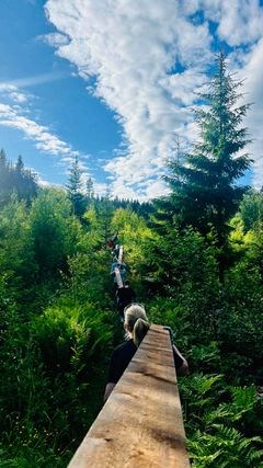 Pov plank som bæres gjennom Marka