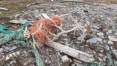 Flere triste syn møtte rydderne på Svalbard under årets ryddetokt. Her er greviret fra et reinsdyr viklet inn i marint søppel.