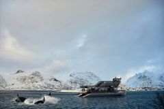 SEAmagine-Brim Explorer