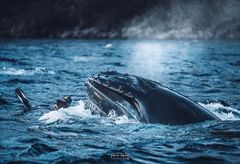 Her er en turist på snorkletur nær ved å havne i gapet på en knølhval under en hvalsafari tidligere i vinter. Bildet er tatt ved Skjervøy i Tromsø, og er et av flere eksempler på uforsvarlig oppførsel som Brim Explorer har dokumentert denne sesongen.