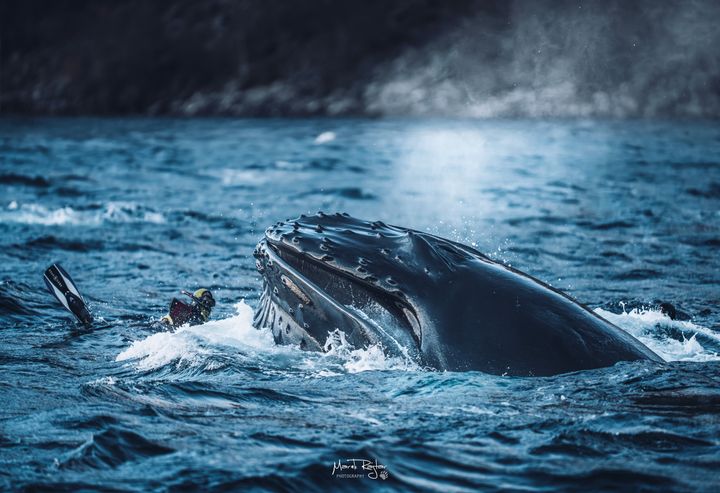 Her er en turist på snorkletur nær ved å havne i gapet på en knølhval under en hvalsafari tidligere i vinter. Bildet er tatt ved Skjervøy i Tromsø, og er et av flere eksempler på uforsvarlig oppførsel som Brim Explorer har dokumentert denne sesongen.