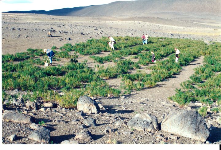 Agnes Árnadóttir og familien planter skog på Island i 1996