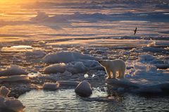 Alt tekst: En isbjørn står på en isflak i Framstredet. I bakgrunnen flyr en havhest over det isdekte havet. Solnedgang skaper et gyllent lys over landskapet.