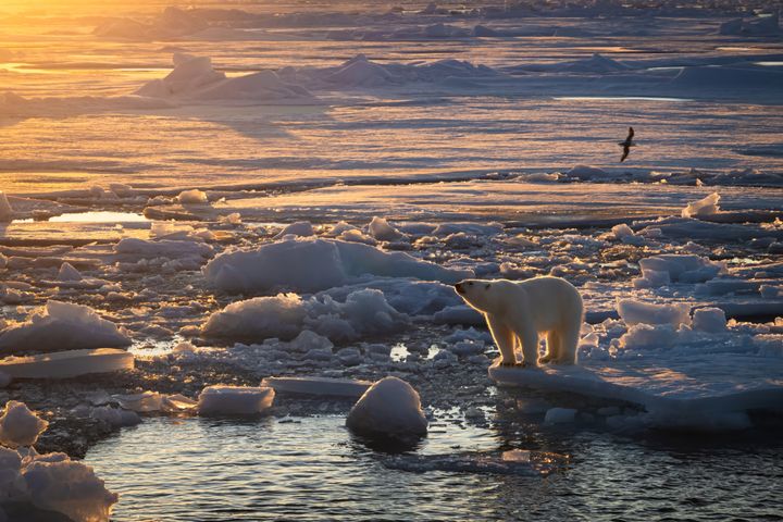 Alt tekst: En isbjørn står på en isflak i Framstredet. I bakgrunnen flyr en havhest over det isdekte havet. Solnedgang skaper et gyllent lys over landskapet.
