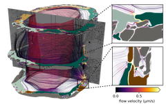 En digital visualisering fra datamodellen viser en blodåre, de omkringliggende hulrommene og astrocuttendeføtter i hjernen.