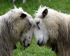 Nasjonal undersøkelse avdekker trusler mot utmarksbeite