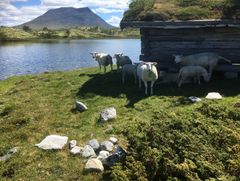 Sau på utmarksbeite i norsk fjellandskap.