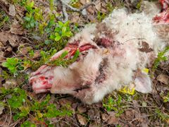 Sau drept av rovvilt i norsk utmark.