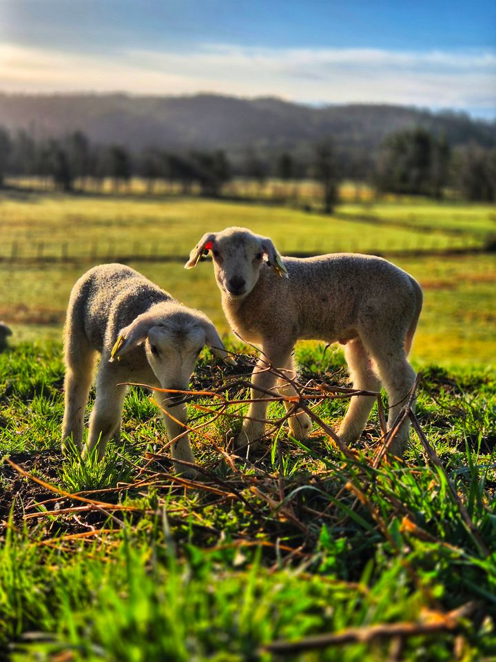Sauen, Norges matforsvar når verdensordenen vakler