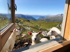 Sauen ferdes fritt i utmarka, og kan dukke opp der du og hunden minst venter det