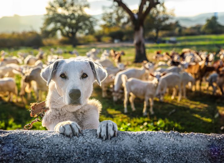 Norsk Sau og Geit minner alle hundeeiere om båndtvang og oppfordrer til ekstra årvåkenhet i sommer. Illustrasjonsfoto.