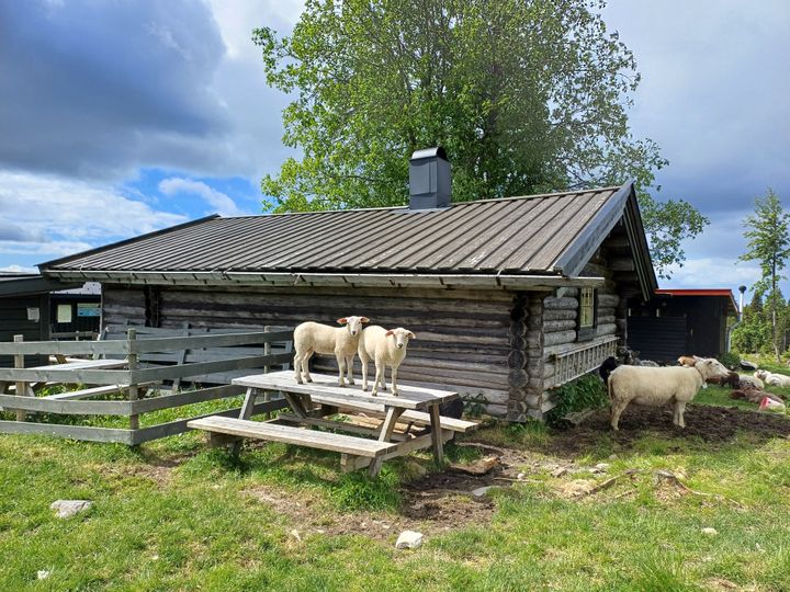 Før var setring normal praksis også i skogområdene, men dette har endret seg til å bli fritidsboliger. Men noen beitedyr utnytter fortsatt de verdifulle områdene rundt setervollene, da beitemangfoldet der er uten sidestykke.