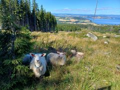 Prosjektet  tar sikte på å forstå hvordan skogsbeite kan utvikles videre