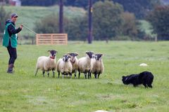 Hunden Max