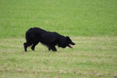 hunden Max