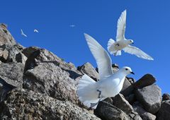 Snøpetreller flyr over steinete fjellside under klar blå himmel.