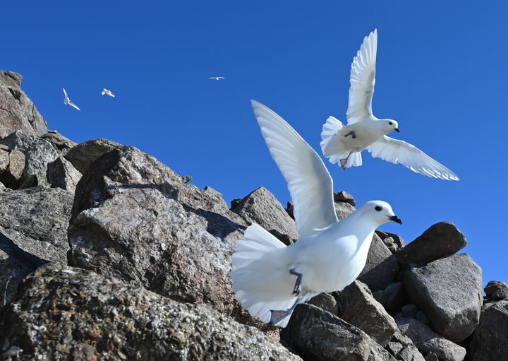 Snøpetreller flyr over steinete fjellside under klar blå himmel.