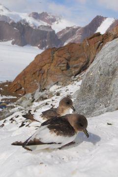 To antarktispetreller på snødekt landskap ved Svarthamaren i Antarktis.