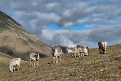 En gruppe reinsdyr beiter på en fjellside under en overskyet himmel.