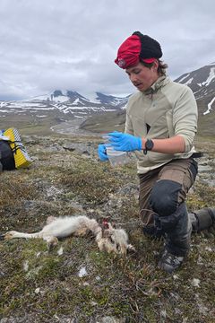 Person iført hansker og lue undersøker en død reinsdyrkalv på fjellet. Ulike prøver tas for forskning.
