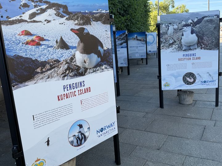 Utstilling med plakater om pingviner fra Antarktis utenfor Oslo rådhus.