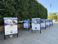 Utendørs utstilling med plakater av fugler, blant annet lundefugl, plassert på fortauet foran en hekk.