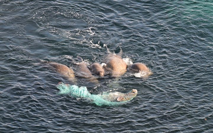 På havet utenfor Sjuøyane på Svalbard observerte forskere fra Norsk Polarinstitutt en hvalross som hadde viklet seg inn i et spøkelsesgarn, et forlatt fiskeredskap som fortsatt utgjør en fare for livet i Arktis.