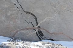GEOLOGISK TIDSSNITT Den grå migmatitten er gjennomskåret av tre generasjoner bergartsganger. Den sorte gangen ble dannet før deformasjonen, den hvite gangen under og mot slutten av deformasjonen, mens den yngste brunlige granittgangen ble dannet etter at den regionale foliasjonen var utviklet. Foto: Synnøve Elvevold / Norsk Polarinstitutt