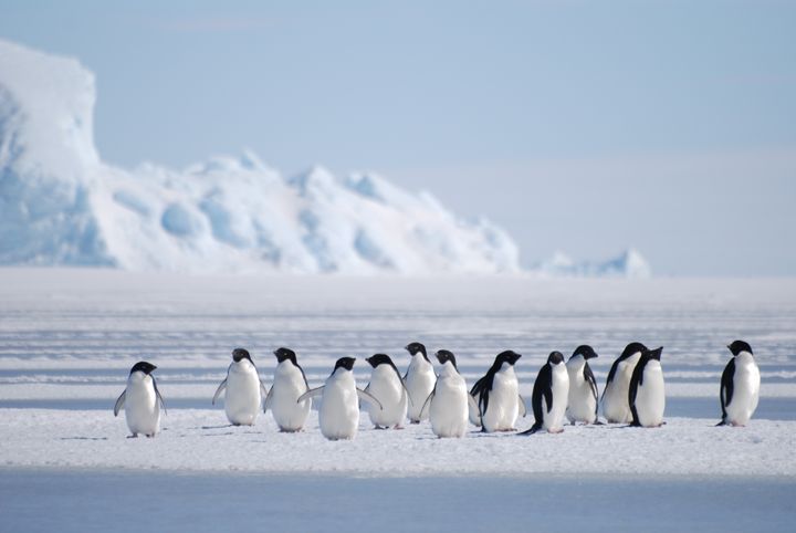 Adeliepingvinar på eit isflak i Antarktis. Foto: Cecilie von Quillfeldt / Norsk Polarinstitutt