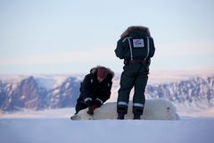 SATELLITTSENDER Kombinasjonen folkeforskning og GPS-data fra isbjørnbinner gir et stadig klarere bilde av hvordan isbjørnens jaktvaner tilpasses byttedyr på land. Forskerne Jon Aars (t.v.) og Magnus Andersen setter på satellittsender på en bedøvet isbjørn. Foto: Nick Cobbing / Norsk Polarinstitutt