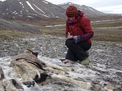 TELLER KADAVRE Av de inkomne folkeobservasjonene var det 236 reinsdyrkadavre der isbjørn har vært involvert, enten ved at bjørnen selv har drept dyret eller ved at de spiste av allerede døde reinsdyr. Dette bildet er tatt i forbindelse med telling av reinsdyr, der også kadavre registreres.  Foto: Elin Vinje Jenssen / Norsk Polarinstitutt