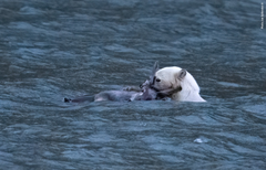 SJANSELØS Flere observasjoner viser at reinsdyr har flyktet på havet under jakten. Uheldigvis for reinen er deres forfølger et marint pattedyr som det er vanskelig å slippe unna i vann. Foto: Jan Gyllensten
