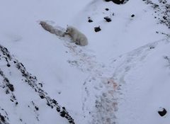 BRATTE SKRÅNINGER Denne isbjørnen har felt et reinsdyr i et bratt terreng, der mange av observasjonene av reinsdyrjakt er gjort på Svalbard.  Foto: Melissa Schäfer / The Motherbear