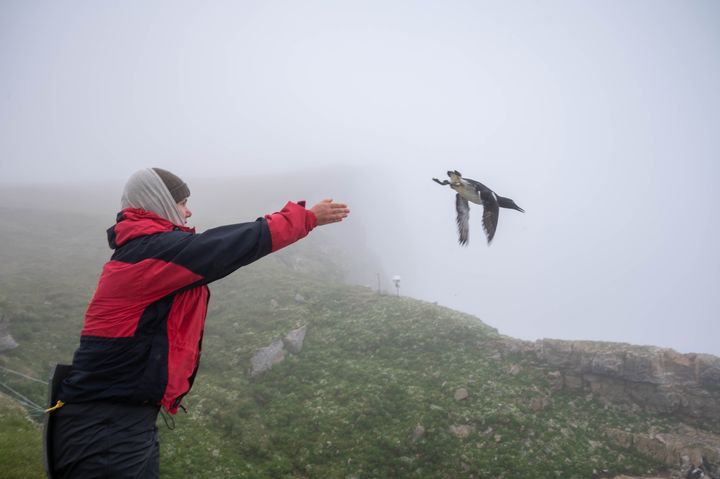 I FRITT FALL Overvåkingsdata viser en tydelig og langvarig tilbakegang for flere sjøfugler og spesielt polarlomvi på Bjørnøya og langs vestkysten av Spitsbergen. Gjennom overvåkingsperioden har bestandene i gjennomsnitt blitt redusert med rundt fire prosent hvert år. Foto: Jessica Cook / Arktisk råd