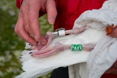 Innfanget polarmåke veies, måles og merkes. Foto: Jessica Cook / Arktisk råd