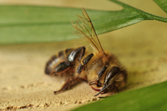 En død bie – et symbol på insektsnedgangen som forskere nå knytter til økende bruk av strøm og trådløs teknologi. (Illustrasjonsbilde: iStock)