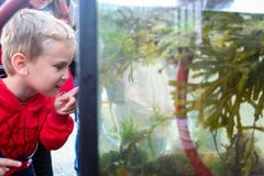 AKVARIUM: På Vippetangen kan du utforske livet i fjorden. Lei en biolog stiller med akvarium, marinbiologer og spennende aktiviteter for små og store.