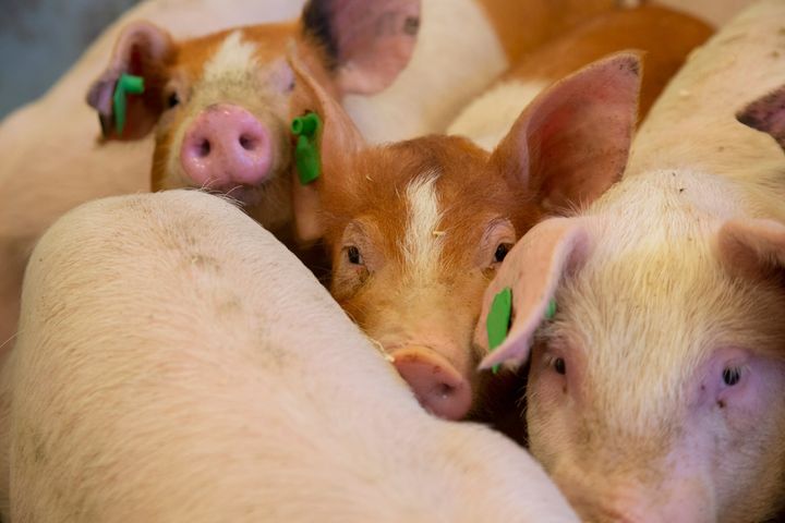 Dyrevernalliansen utfordrer landbruksministeren til å prøve livet som norsk gris!